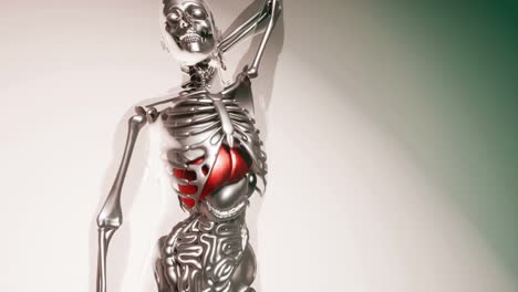 Menschliches-Lebermodell-Mit-Allen-Organen-Und-Knochen